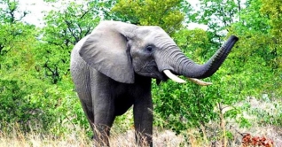 বাচ্চা নিয়ে থানায় হানা দিল হাতি! বাচ্চা নিয়ে থানায় হানা দিল হাতি!