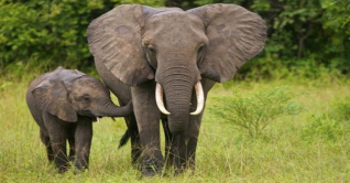 আজ বিশ্ব হাতি দিবস