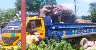 নির্যাতনের শিকার সেই হাতি উদ্ধার, মালিকের বিরুদ্ধে ব্যবস্থা নির্যাতনের শিকার সেই হাতি উদ্ধার, মালিকের বিরুদ্ধে ব্যবস্থা