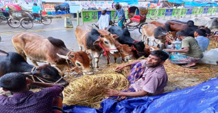 রাজধানীতে জমে উঠেছে কোরবানীর পশু খাদ্যের ব্যবসা 