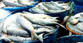 ভরা মৌসুমেও ইলিশের দাম চড়া, ক্রেতা কম