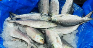 ইলিশে খুশি ক্রেতা-বিক্রেতা ইলিশে খুশি ক্রেতা-বিক্রেতা