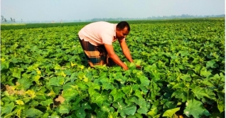 খিরা চাষে বাম্পার ফলন, ভালো দাম পাচ্ছেন কৃষকরা