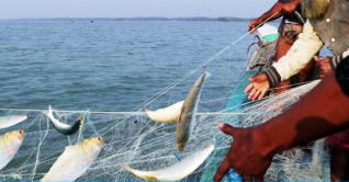 দুই মাসের নিষেধাজ্ঞা শেষে ইলিশ ধরা শুরু দুই মাসের নিষেধাজ্ঞা শেষে ইলিশ ধরা শুরু