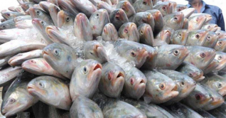 দক্ষিণাঞ্চলে ইলিশের উৎপাদন বেড়ে দ্বিগুণ