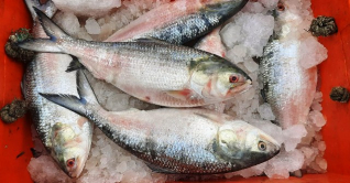 চড়া দামে বিক্রি হচ্ছে ইলিশ চড়া দামে বিক্রি হচ্ছে ইলিশ