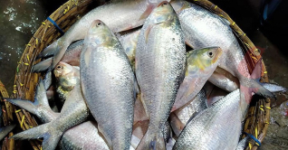 ইলিশ আহরণের নিষেধাজ্ঞা শুরু
