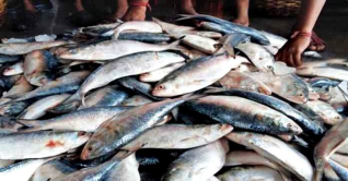 হাতিয়ায় এক ট্রলারে মিললো ১১৭ মণ ইলিশ হাতিয়ায় এক ট্রলারে মিললো ১১৭ মণ ইলিশ