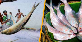 রাজবাড়ীতে ইলিশ শিকার চলছেই রাজবাড়ীতে ইলিশ শিকার চলছেই