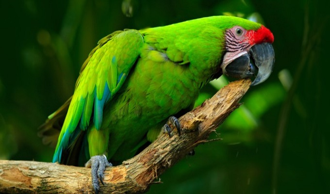 আগুন থেকে মালিকের প্রাণ বাঁচালো পোষা টিয়া