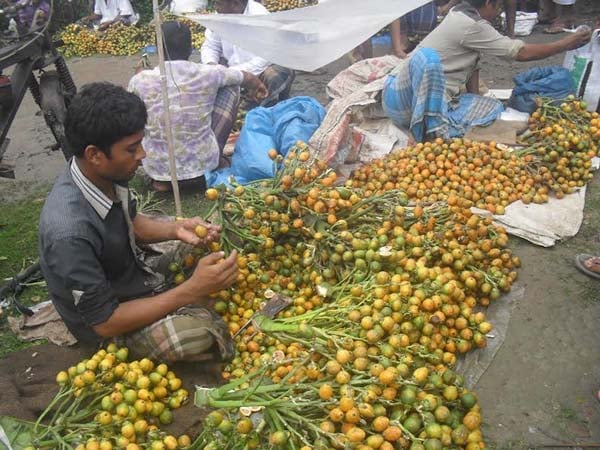 ফাইল ছবি