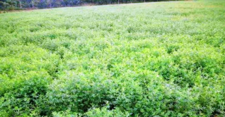 গোপালগঞ্জ মসুরে প্রণোদনা পাচ্ছেন ৫০০ কৃষক