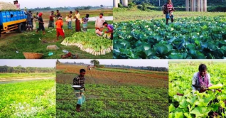 কুমিল্লায় শীতকালীন সবজি নিয়ে চলছে কৃষকের কর্মযজ্ঞ