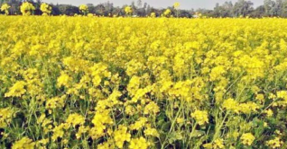 তিতাসে দিগন্তজুড়ে সরিষা ফুল তিতাসে দিগন্তজুড়ে সরিষা ফুল