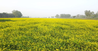 গোপালগঞ্জে ১৫৩ হেক্টর জমিতে সরিষা আবাদের লক্ষ্য গোপালগঞ্জে ১৫৩ হেক্টর জমিতে সরিষা আবাদের লক্ষ্য