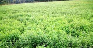 গোপালগঞ্জে বিনামসুর-৮ এর বাম্পার ফলন গোপালগঞ্জে বিনামসুর-৮ এর বাম্পার ফলন