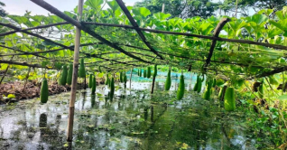 গোপালগঞ্জে সবজি উৎপাদনের লক্ষ্যমাত্রা ৩৯ হাজার মেট্রিক টন