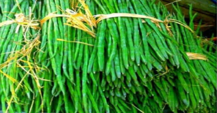 দিনাজপুরে সজনের ডাটার বাম্পার ফলন দিনাজপুরে সজনের ডাটার বাম্পার ফলন