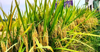 গোপালগঞ্জে ব্রি হাইব্রিড ৮ ধান চাষাবাদে বাজিমাত