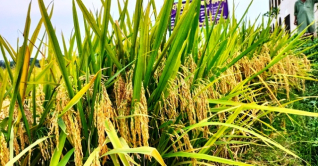 গোপালগঞ্জে ব্রি হাইব্রিড ৮ ধান চাষাবাদে বাজিমাত