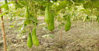 মেহেরপুরে লাউ চাষে ভাগ্য বদলাচ্ছে চাষীদের মেহেরপুরে লাউ চাষে ভাগ্য বদলাচ্ছে চাষীদের