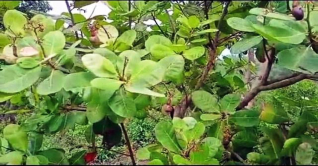 পাহাড়ে কাজুবাদাম চাষের দ্বার উন্মোচন পাহাড়ে কাজুবাদাম চাষের দ্বার উন্মোচন