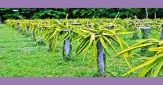 ড্রাগন চাষে আগ্রহ বাড়ছে শেরপুরের কৃষকদের ড্রাগন চাষে আগ্রহ বাড়ছে শেরপুরের কৃষকদের