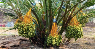 দিনাজপুরে সৌদি আরবের খেজুর চাষে সাফল্য দিনাজপুরে সৌদি আরবের খেজুর চাষে সাফল্য