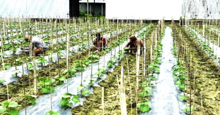 জাজিরায় বর্ষাকালীন সবজি আবাদে ব্যস্ত কৃষক জাজিরায় বর্ষাকালীন সবজি আবাদে ব্যস্ত কৃষক