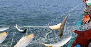 পদ্মায় ২২ দিন ইলিশ ধরা বন্ধ