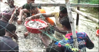 পাবদা মাছ চাষ করে সফলতা পেয়েছে সাতক্ষীরা মৎস্য চাষীরা পাবদা মাছ চাষ করে সফলতা পেয়েছে সাতক্ষীরা মৎস্য চাষীরা