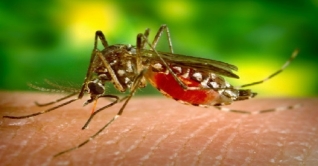 আরও ২৮ ডেঙ্গু রোগী হাসপাতালে