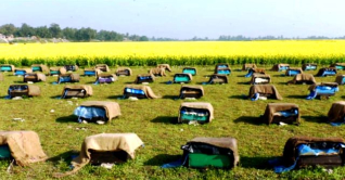 মৌমাছির গুঞ্জরণে মুখরিত জামালপুরের সরিষা ক্ষেত মৌমাছির গুঞ্জরণে মুখরিত জামালপুরের সরিষা ক্ষেত