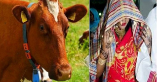 তরুণীকে বিয়ে করতে ৩০০ গরু ও ২০০ ষাঁড় দেওয়ার প্রস্তাব! তরুণীকে বিয়ে করতে ৩০০ গরু ও ২০০ ষাঁড় দেওয়ার প্রস্তাব!