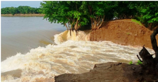তাহিরপুরের হাওরে ঢুকছে পানি, তলিয়ে গেছে ৩০৯ বিঘা জমির ধান তাহিরপুরের হাওরে ঢুকছে পানি, তলিয়ে গেছে ৩০৯ বিঘা জমির ধান