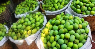 কাল থেকে বাজারে মিলবে রাজশাহীর আম 