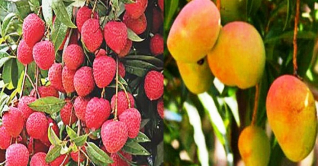 নাটোরে আম সংগ্রহ শুরু শুক্রবার, লিচু ২৫ মে