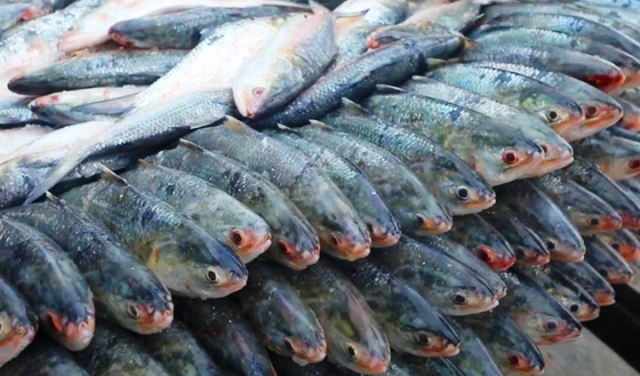 ফাইল ছবি