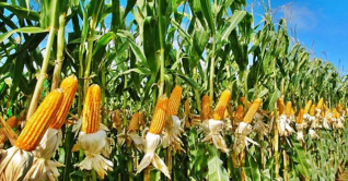 যশোরে ১ হাজার ২৩৭ হেক্টর জমিতে ভুট্টা চাষ যশোরে ১ হাজার ২৩৭ হেক্টর জমিতে ভুট্টা চাষ