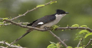 চাতক পাখি: আকাশের দিকে তাকিয়ে থাকা তৃষ্ণার প্রতীক