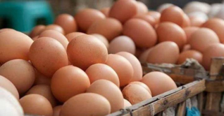 ডিমের হালি ৫৫ টাকা! ডিমের হালি ৫৫ টাকা!