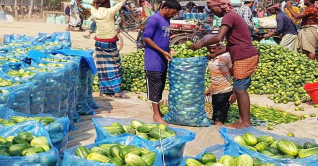চলনবিলের সুস্বাদু ক্ষীরা যাচ্ছে সারাদেশে