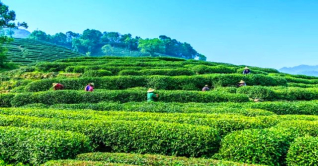 বকেয়া মজুরি ১১ হাজার টাকা করে পাবেন চা-শ্রমিকরা বকেয়া মজুরি ১১ হাজার টাকা করে পাবেন চা-শ্রমিকরা