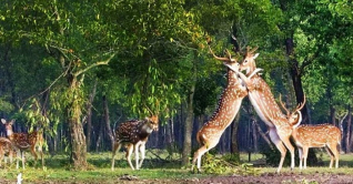 আজ আন্তর্জাতিক বন দিবস আজ আন্তর্জাতিক বন দিবস