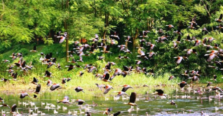 অতিথি পাখিতে মুখর কুমিল্লার চম্পকনগর