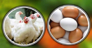 ব্রয়লার মুরগির দামে আগুন, বেড়েছে ডিমের দামও ব্রয়লার মুরগির দামে আগুন, বেড়েছে ডিমের দামও