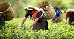 আজ জাতীয় চা দিবস