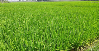 ঘোড়াঘাটে বোরো ধানের বাম্পার ফলনের সম্ভাবনা ঘোড়াঘাটে বোরো ধানের বাম্পার ফলনের সম্ভাবনা