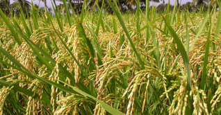 শেরপুরে বোরো আবাদের বাম্পার ফলন