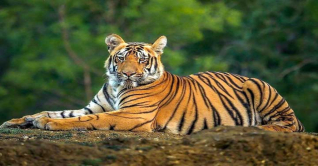 বিশ্বের ৭৫ শতাংশ বাঘ ভারতে